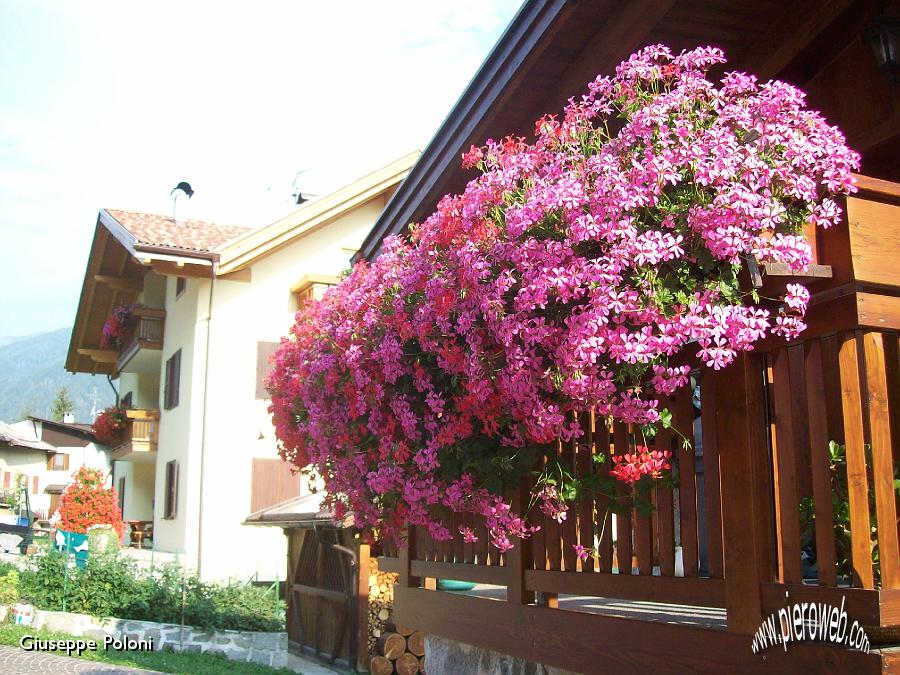 24- il giorno seguente, in val di Sole, balconi fioriti  .jpg